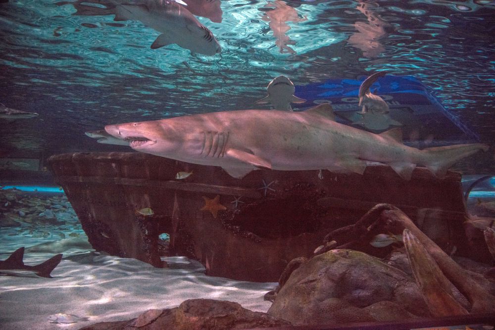 Underwater life at Ripley's Aquarium in Myrtle Beach, South Carolina