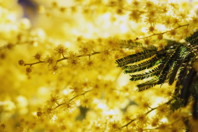 Tender golden twigs on sunny day