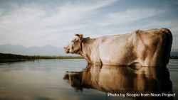 Gray cow standing on calm water at daytime 5odWz4