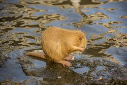 Coypu a river rat cleaning himself