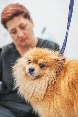 Crop woman combing dog hair