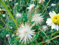 Tridax procumbens flower