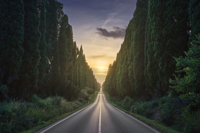 The cypress tree-lined avenue of Bolgheri and the sun in the middle, Maremma, Tuscany, Italy