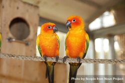 Yellow orange and green love birds on brown wooden stick bxmma0
