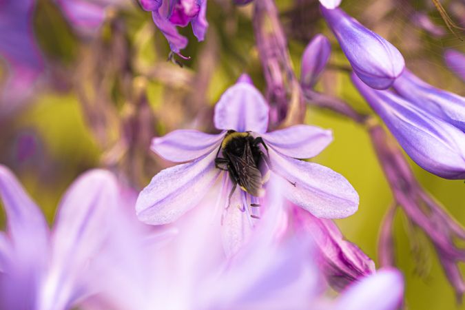 Bumblebee entering center of purple flower