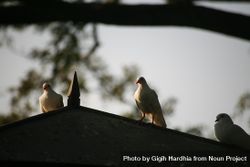 Doves perched on dovecote at sunset 4NzWZ4