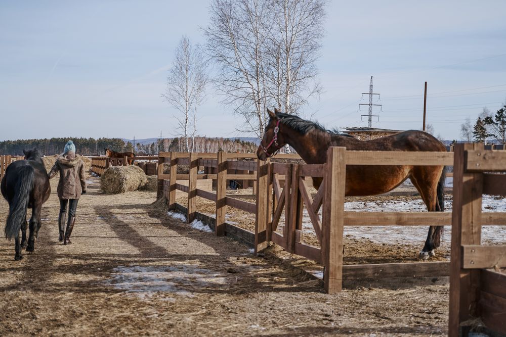 Warm dressed woman walking with brown horse by yard