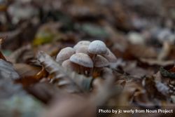 Delicate light mushrooms growing among fall leaves 4mBLBb
