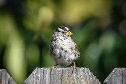 Spotted bird perched on fence