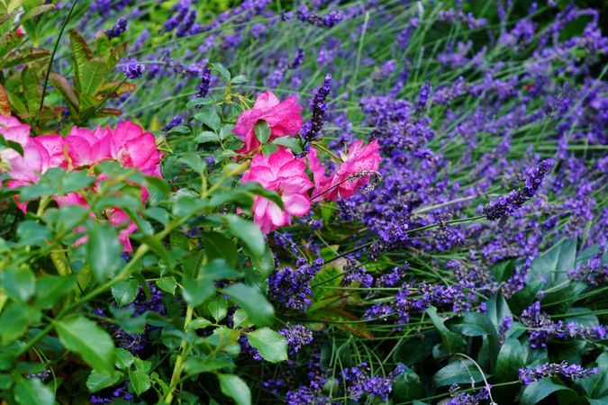 Various flowers growing in garden