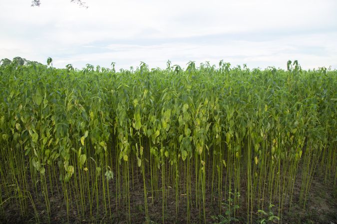 Green jute Plantation field.  Raw Jute plant Texture background. This is the Called Golden Fiber in Bangladesh