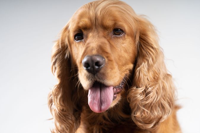 Studio portrait of cute brown cocker spaniel with tongue out