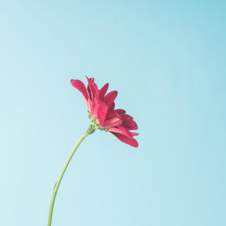 Red flower on sky background