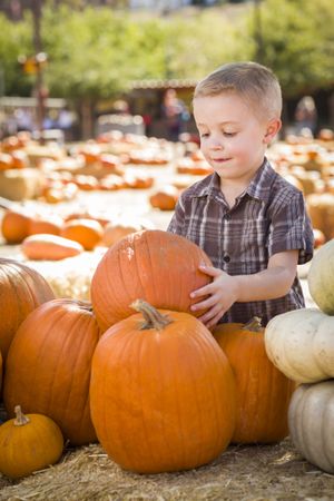 Little Boy Gathering His Pumpkins at a Pumpkin Patch.