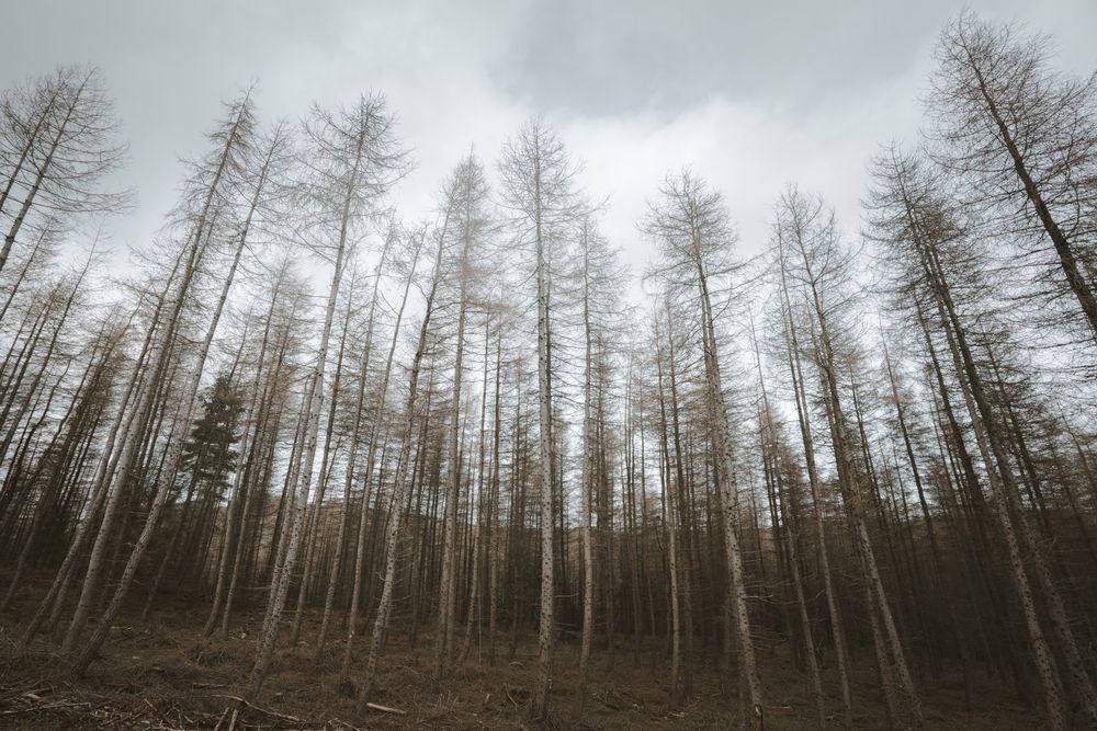 High tall trees in forest park