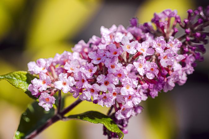 Close up of bunch of delicate pink flowers with droplets