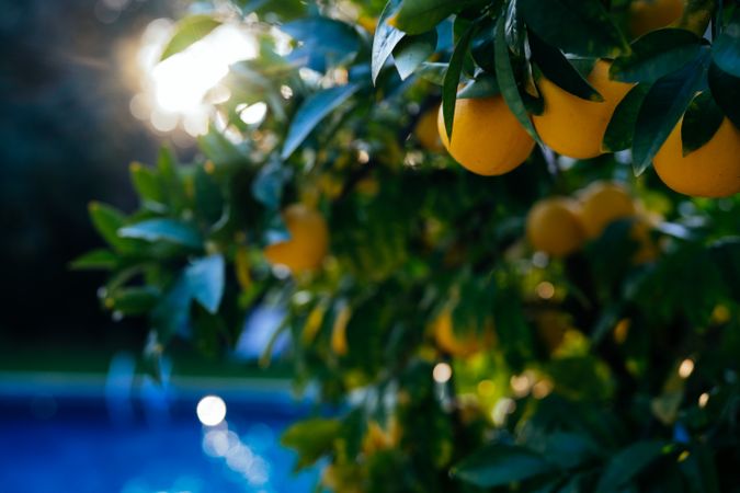 Close up of lemons in a lemon tree with the sunset and a pool in the background