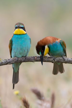 Birds standing on tree branch