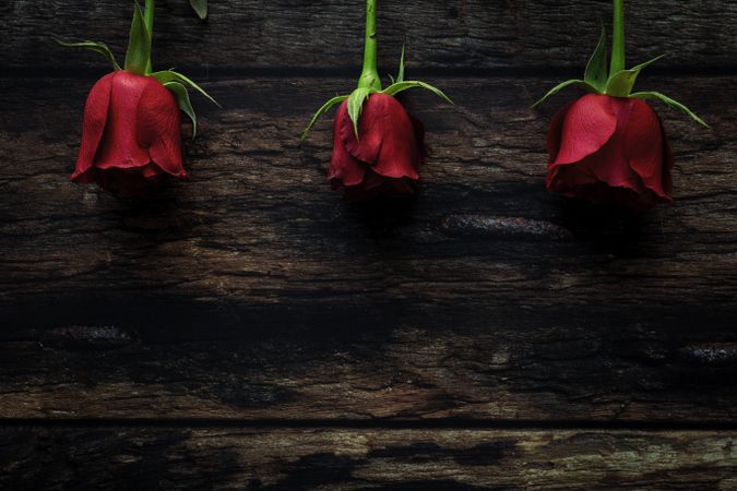 red roses with dark background
