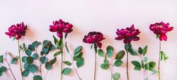 Purple peonies with green branches, flat-lay, with copy space