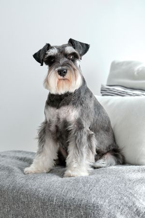 Cute purebred dog sitting on plaid at home