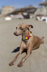 Little italian greyhound dog in the beach