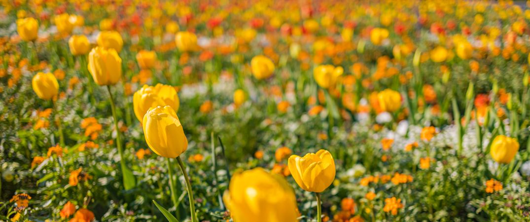 Banner of yellow tulips in a field