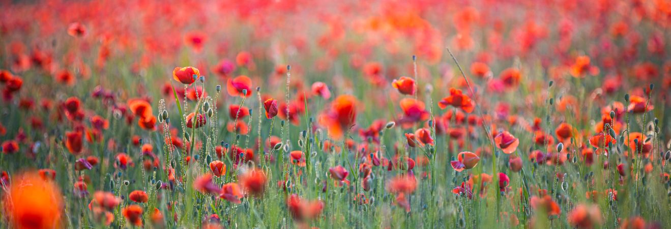 Panoramic shot of poppies in a field