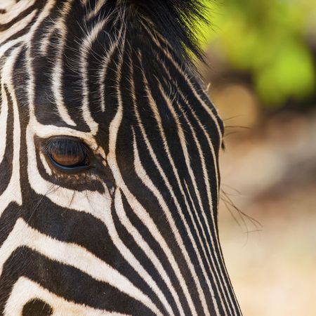 Selective-focus photograph of zebra