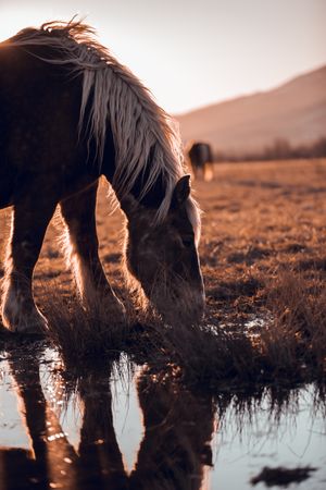 Wild horses pasturing on field near water