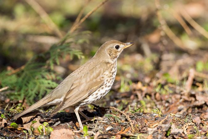 Hermit thrush on brown dried leaves