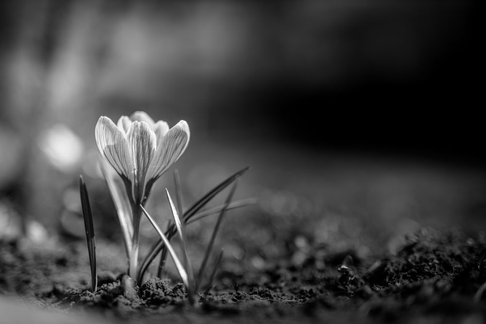 Monochrome image of small crocus flower, landscape