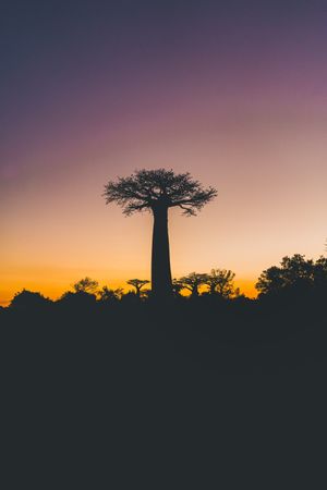 Wonderful sunset among giant baobabs