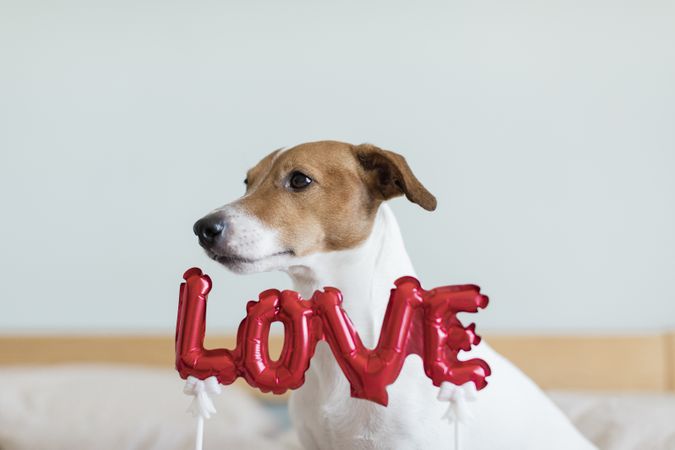 Small dog looking to the side behind red balloon letters that spell “love”