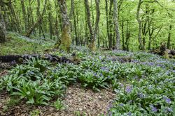 Flowers growing in spring forest