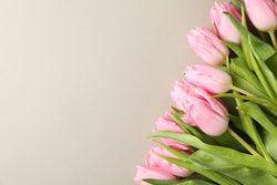 Pink tulips on grey craft background, top view and space for text