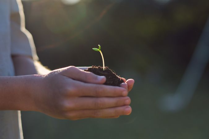 Faceless horticulturist showing seedling in ground on sunny day