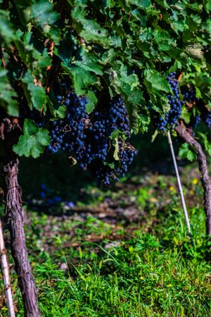 Red grapes growing in vineyard