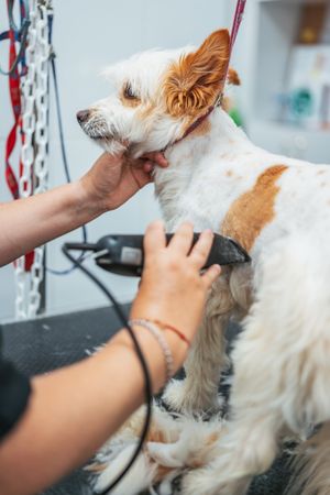 Crop groomer shaving happy dog