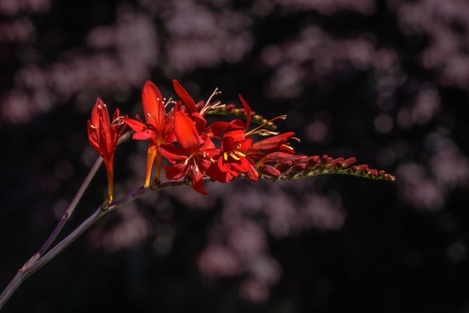 Red bird flowers with selective focus