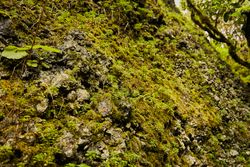 Lush green vegetation of tropical woods