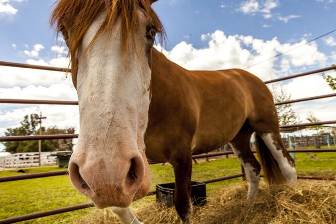 Brown horse standing behind paddock fence
