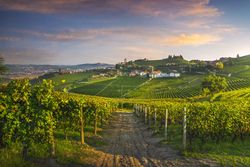 Barbaresco village and Langhe vineyards, Piedmont, Italy