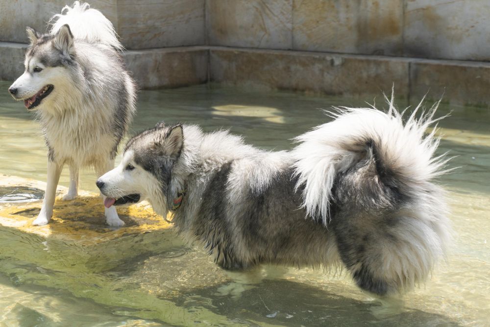 Two Siberian husky puppies on water