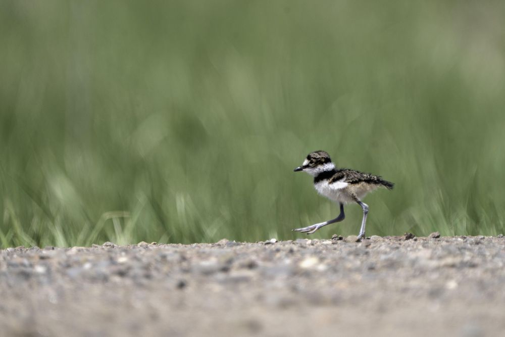 Killdeer chick at Lake Elmo Park Reserve in Minnesota