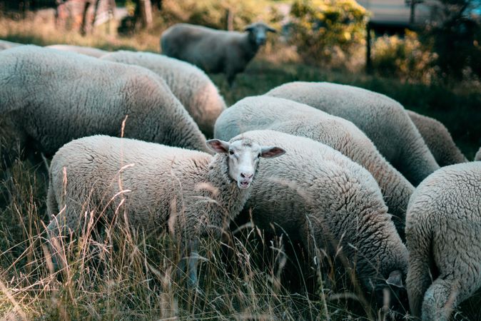 Herd of sheep on brown grass field