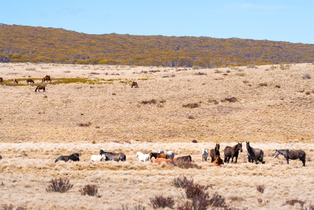 Herd of horses in brown field