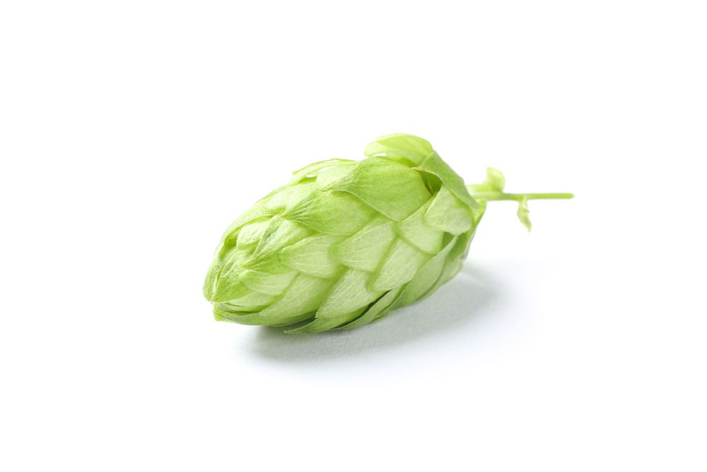 Green fresh hop cone isolated on studio background, close up