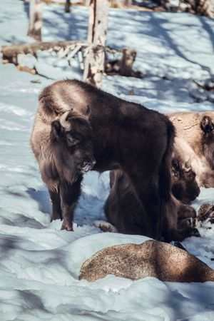Buffaloes pasturing between trees and snow