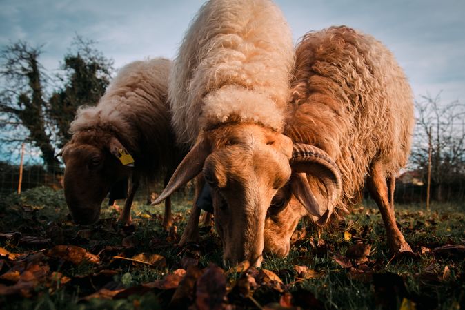 Sheep eating green grass on field
